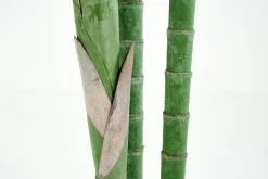 Arecapalm, Plant