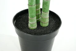Arecapalm, Plant