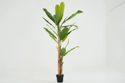 Bananenboom, Plant