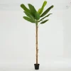 Bananenboom, Plant