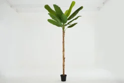 Bananenboom, Plant