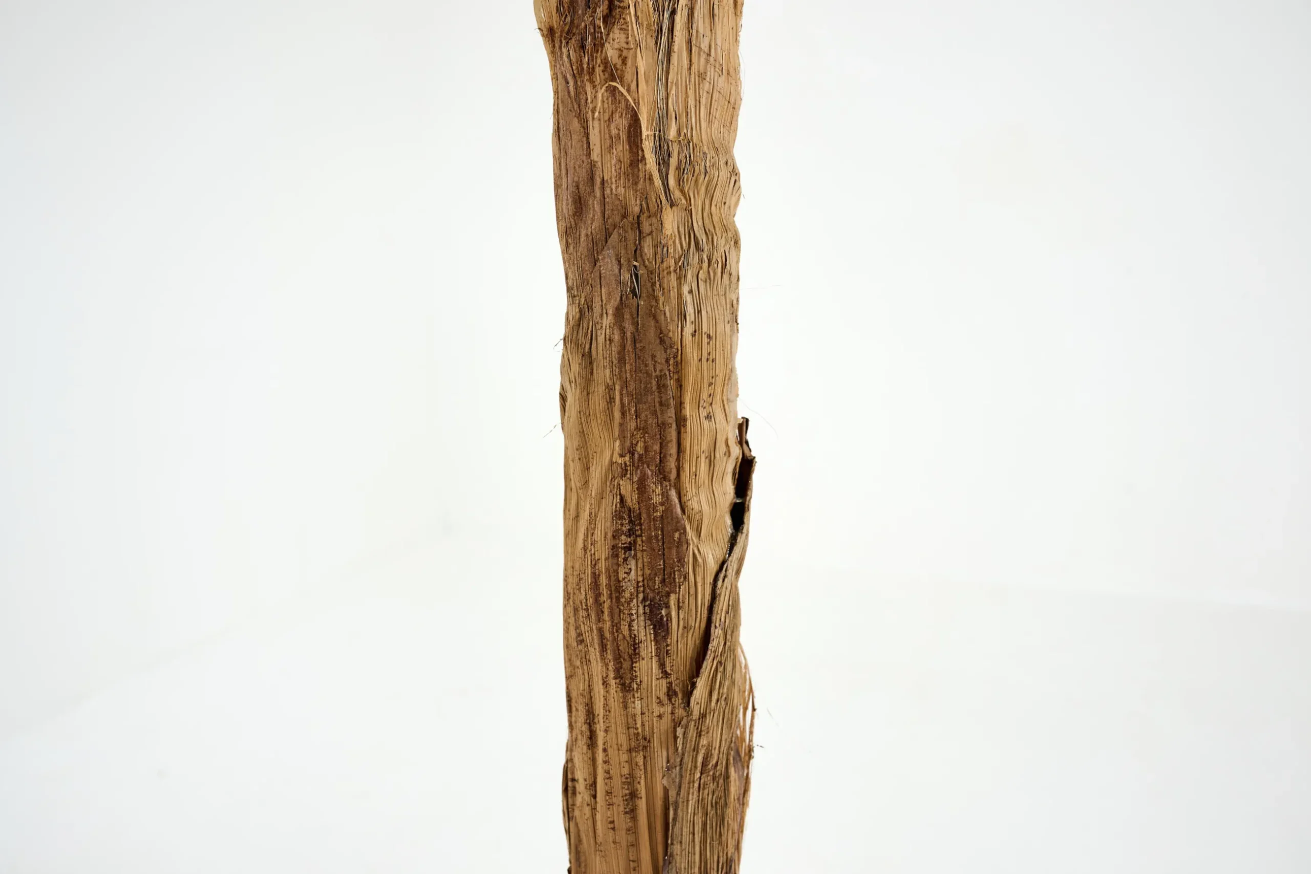 Bananenboom, Plant