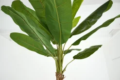 Bananenboom, Plant