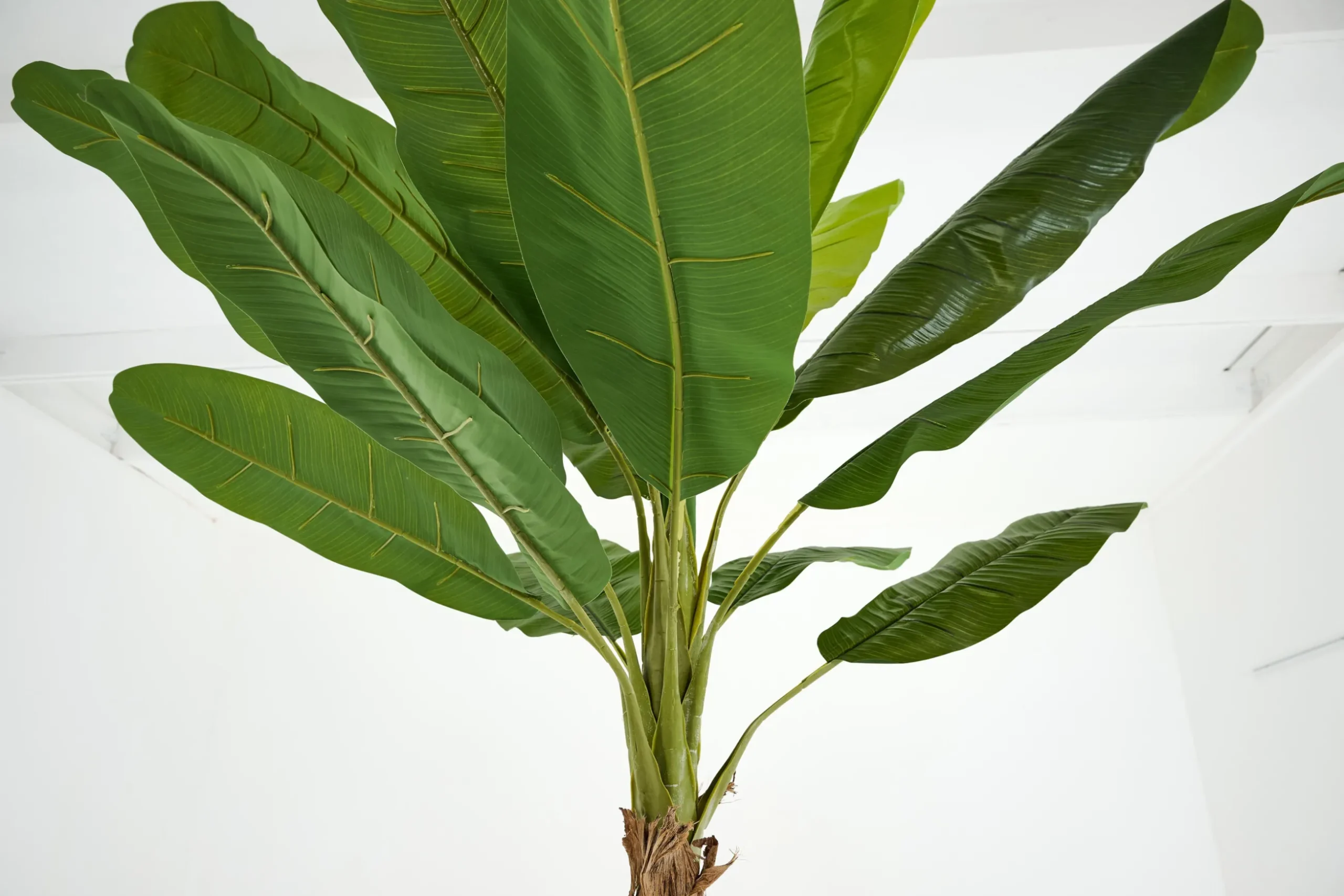 Bananenboom, Plant