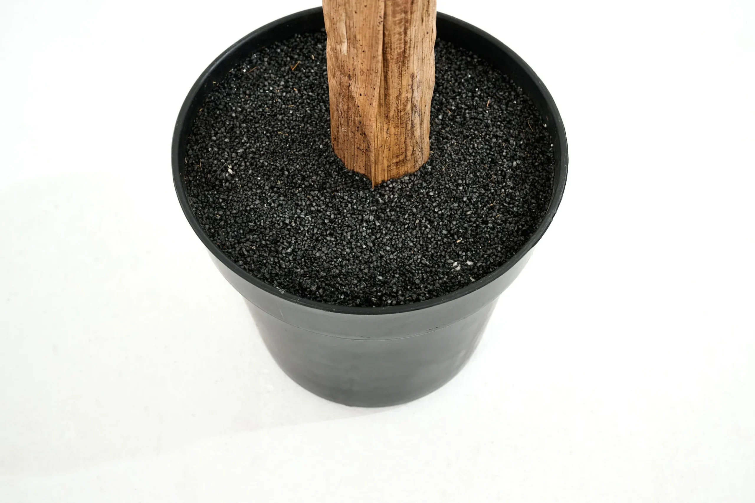 Bananenboom, Plant