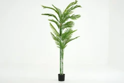Betelpalm, Plant