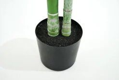Betelpalm, Plant