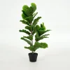 Fiddle Leaf-Vijg, Plant
