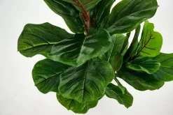 Fiddle Leaf-Vijg, Plant
