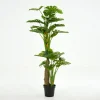 Monsteraplant, Plant