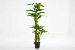 Monsteraplant, Plant