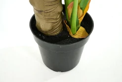 Monsteraplant, Plant